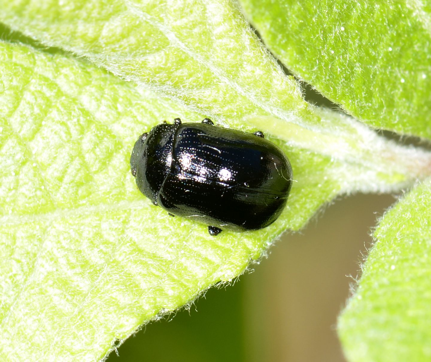 Chrysomelidae: Gonioctena viminalis (f. calcarata)