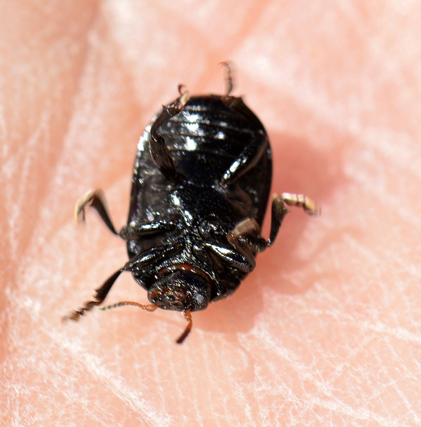 Chrysomelidae: Gonioctena viminalis (f. calcarata)