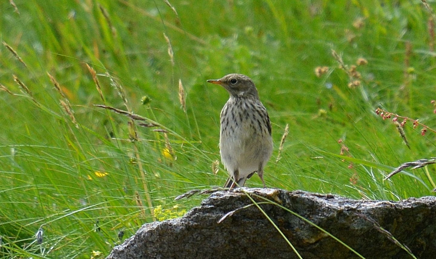 Spioncello (Anthus spinoletta)