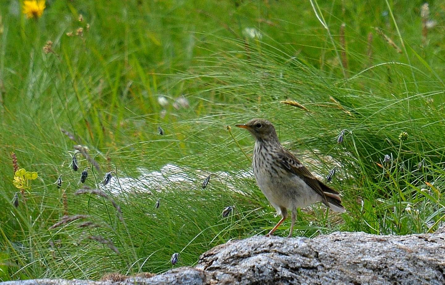 Spioncello (Anthus spinoletta)