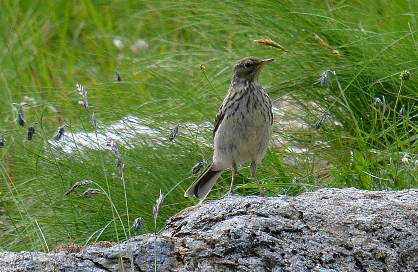 Spioncello (Anthus spinoletta)