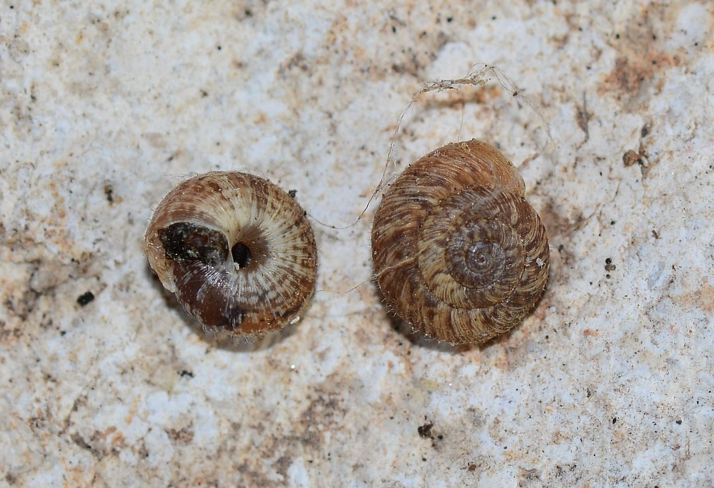 Piccola chiocciola