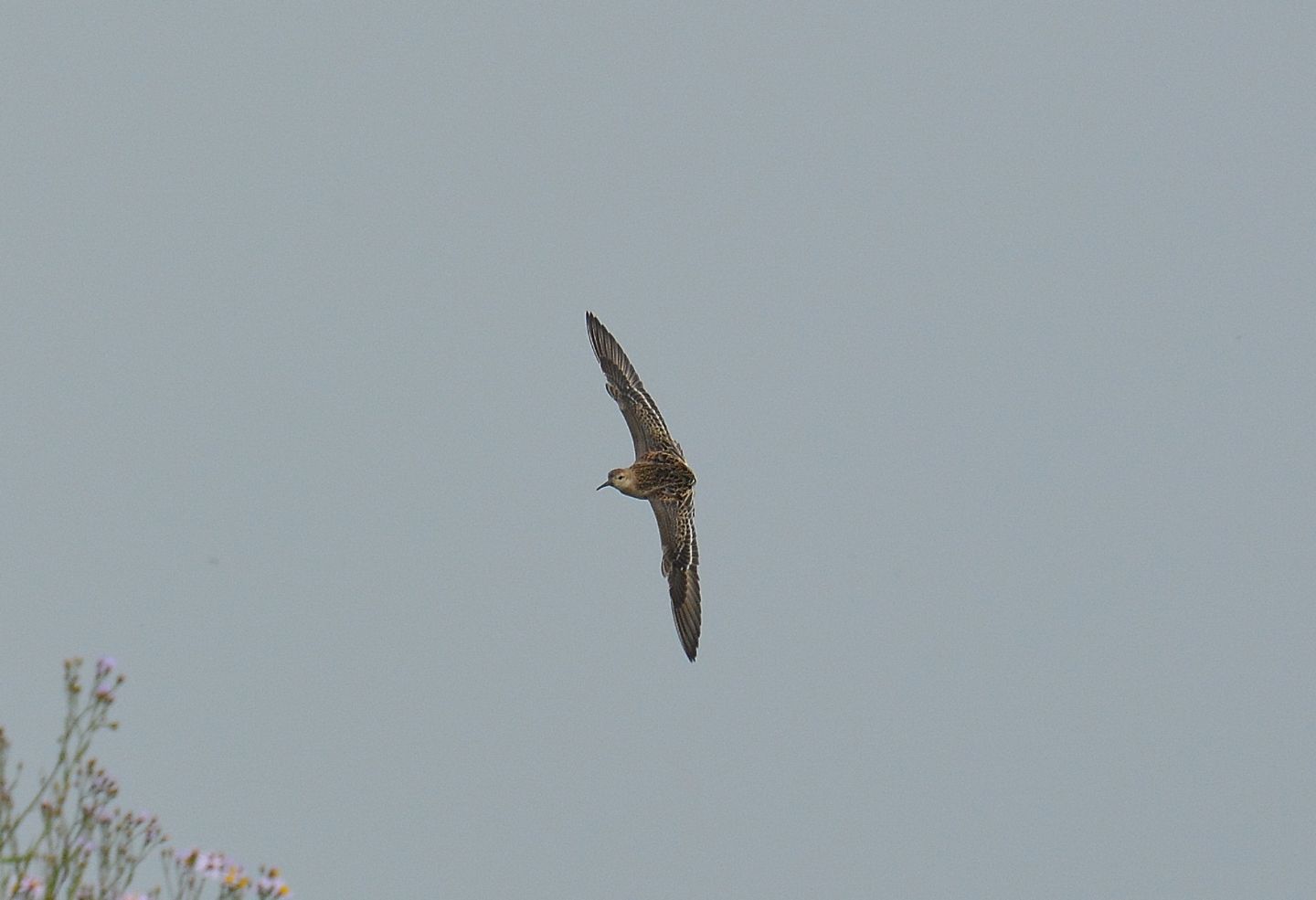 In volo , da id:  Combattente (Philomachus pugnax), Scolopacidae