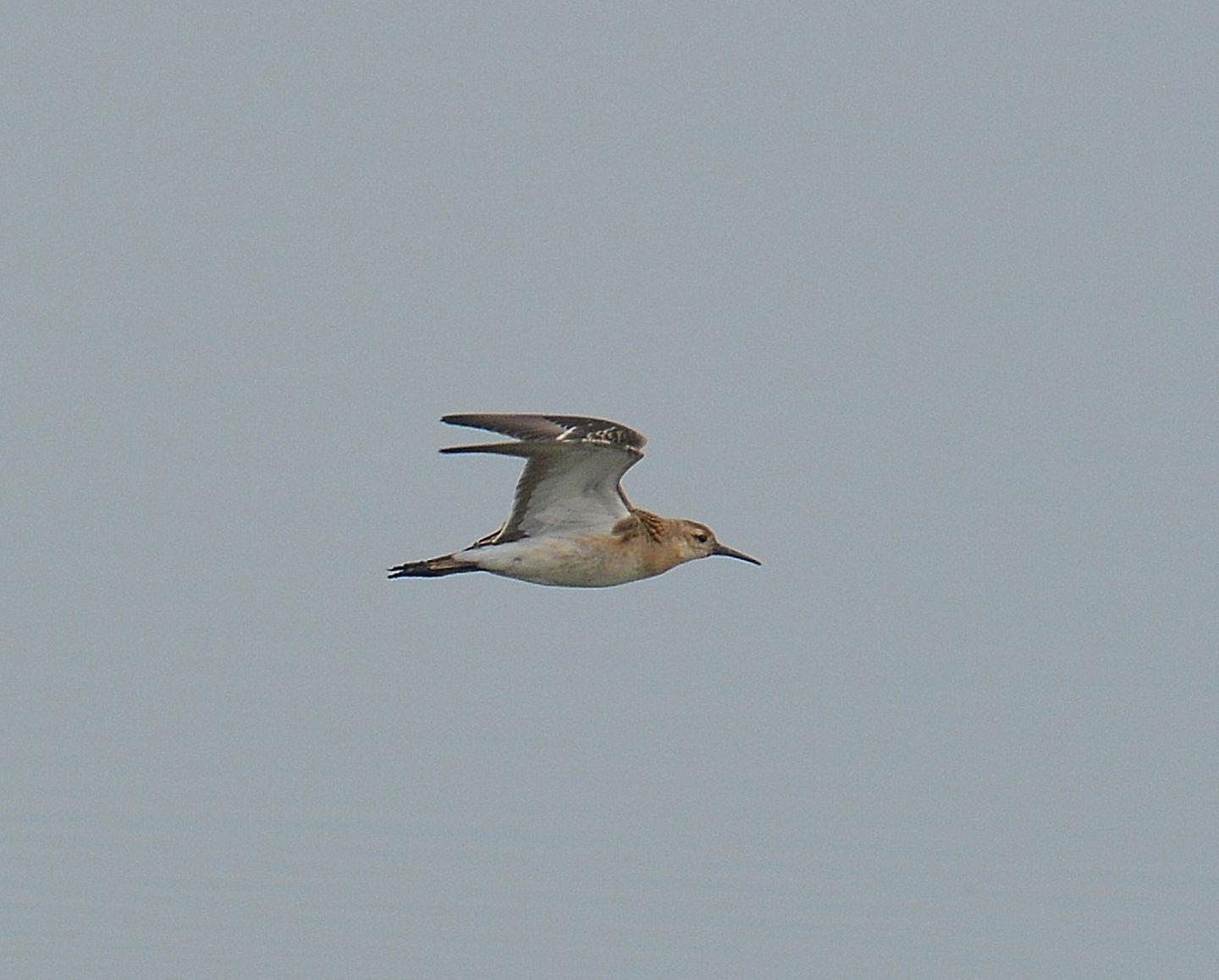 In volo , da id:  Combattente (Philomachus pugnax), Scolopacidae