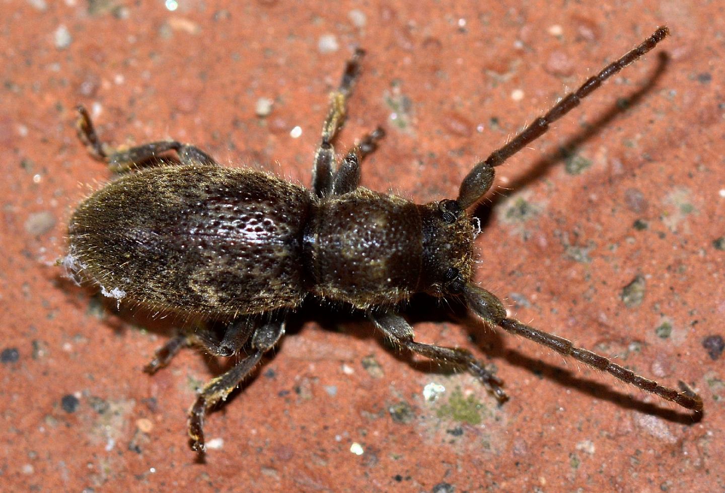 Cerambycidae dal Giglio:  Parmena solieri