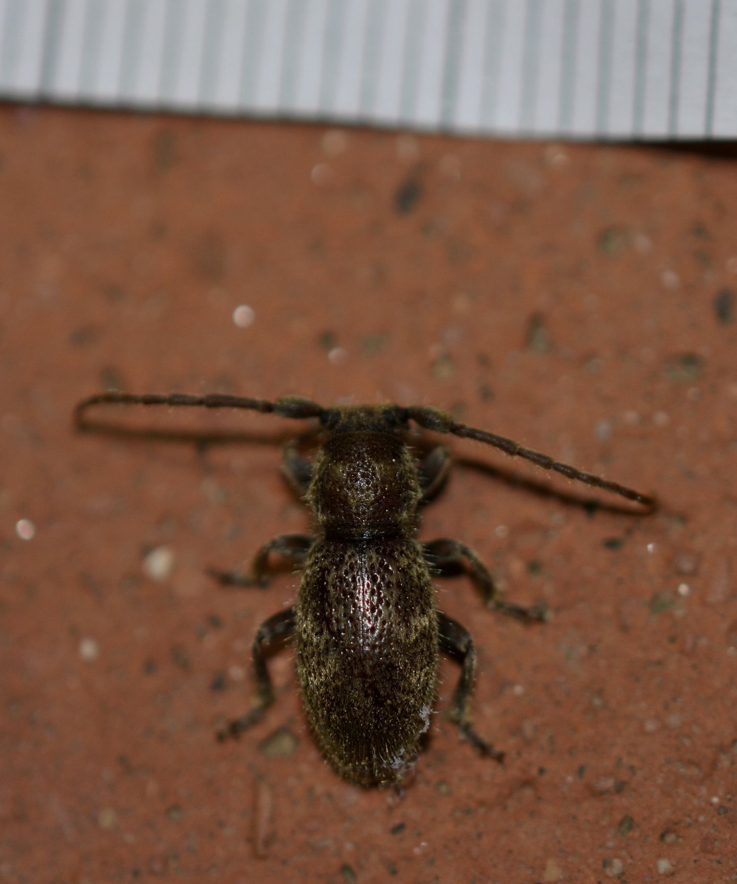 Cerambycidae dal Giglio:  Parmena solieri