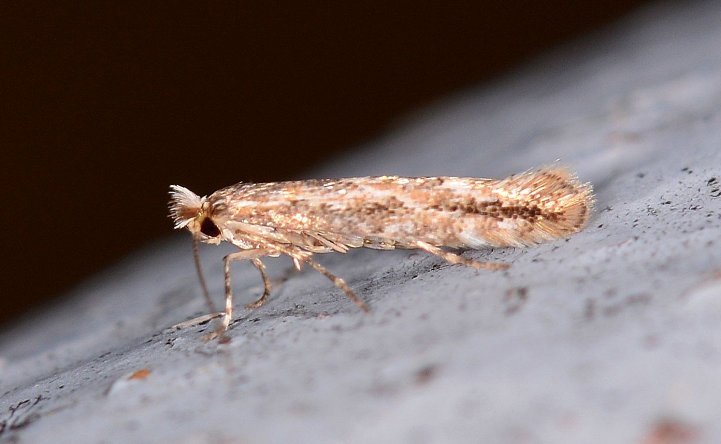 Farfallina di novembre - Cfr. Bucculatrix sp., Bucculatricidae
