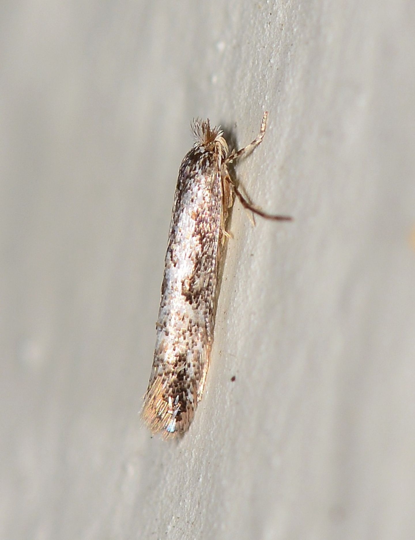 Farfallina di novembre - Cfr. Bucculatrix sp., Bucculatricidae