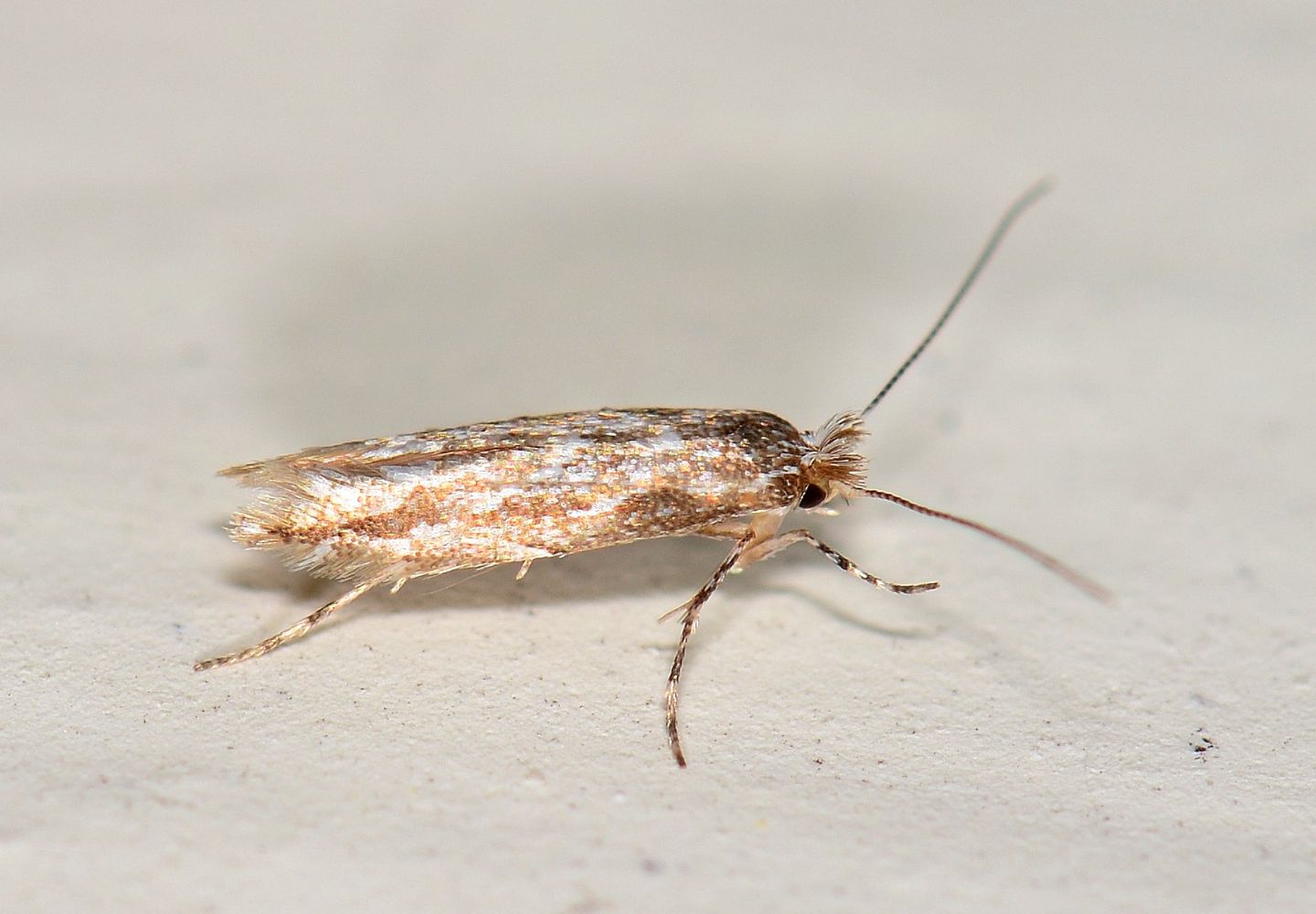 Farfallina di novembre - Cfr. Bucculatrix sp., Bucculatricidae