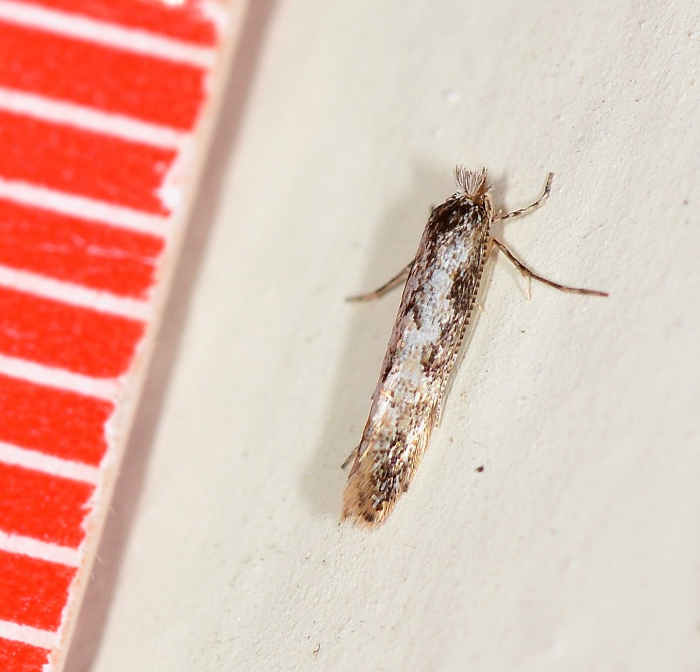 Farfallina di novembre - Cfr. Bucculatrix sp., Bucculatricidae