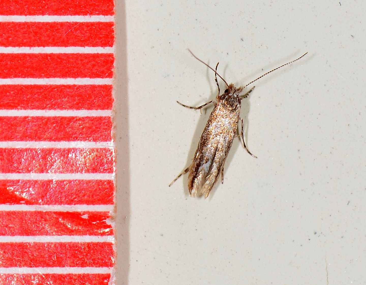 Farfallina di novembre - Cfr. Bucculatrix sp., Bucculatricidae