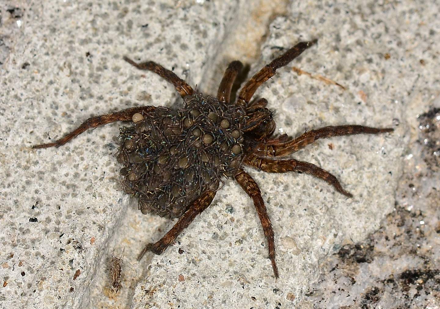 Lycosidae con prole: cfr. Trochosa sp. - Bannio Anzino  (VCO)
