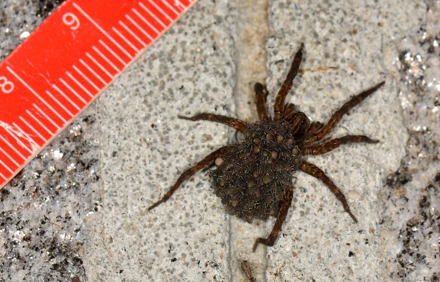 Lycosidae con prole: cfr. Trochosa sp. - Bannio Anzino  (VCO)