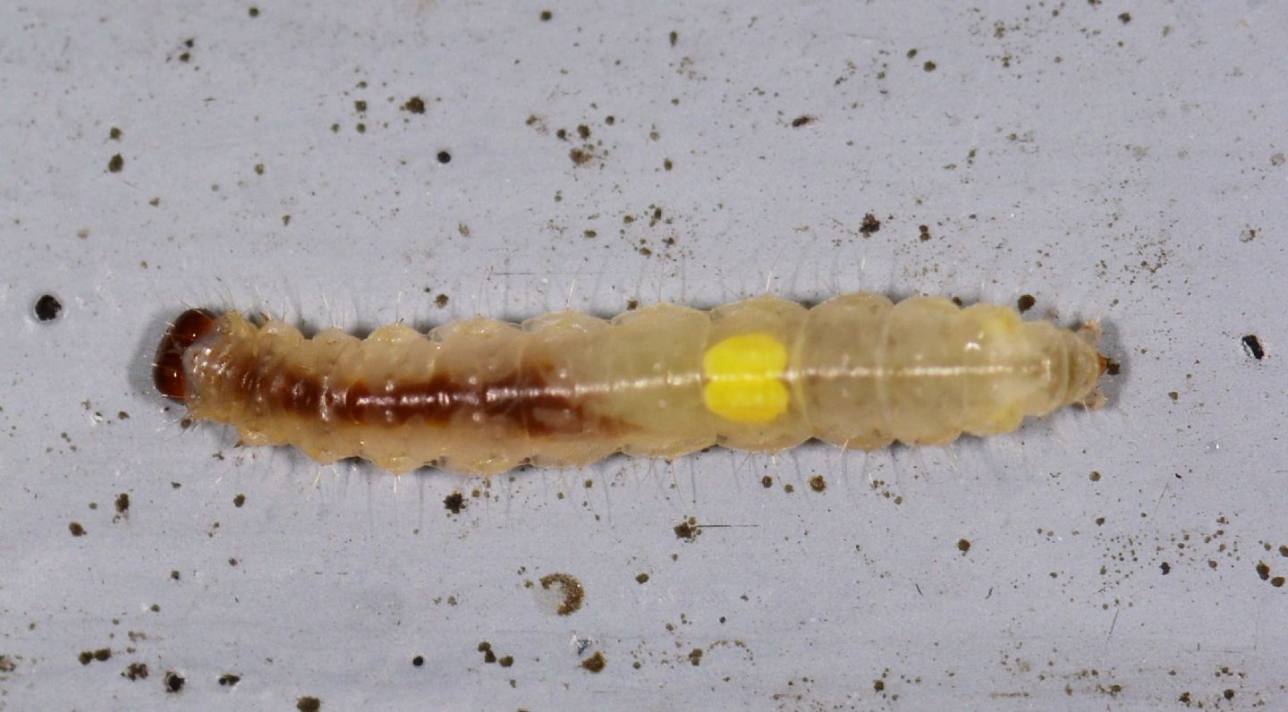 larva da id  :  Roeslerstammia erxlebella (Roeslerstammiidae)