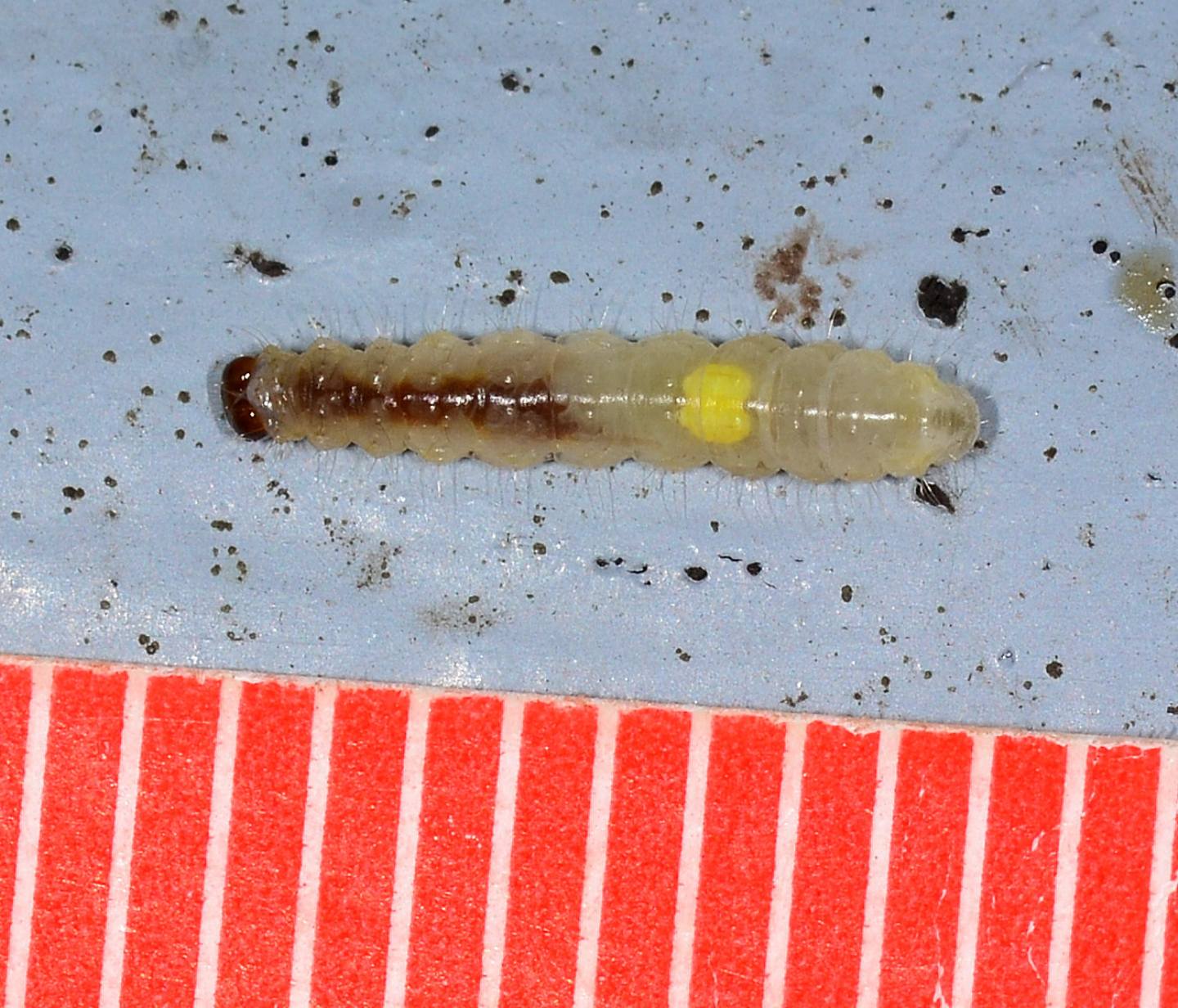 larva da id  :  Roeslerstammia erxlebella (Roeslerstammiidae)