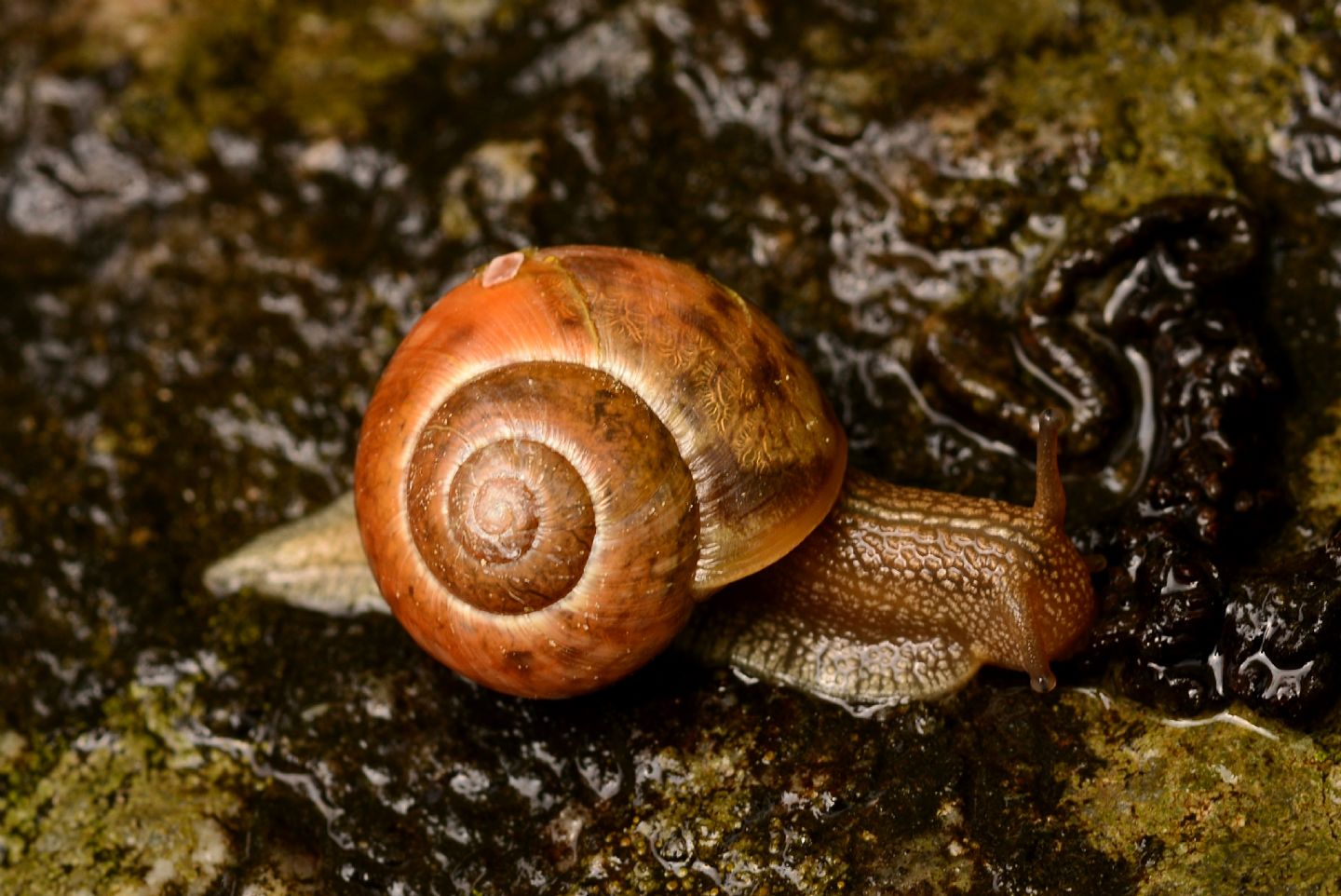 Helicidae montano