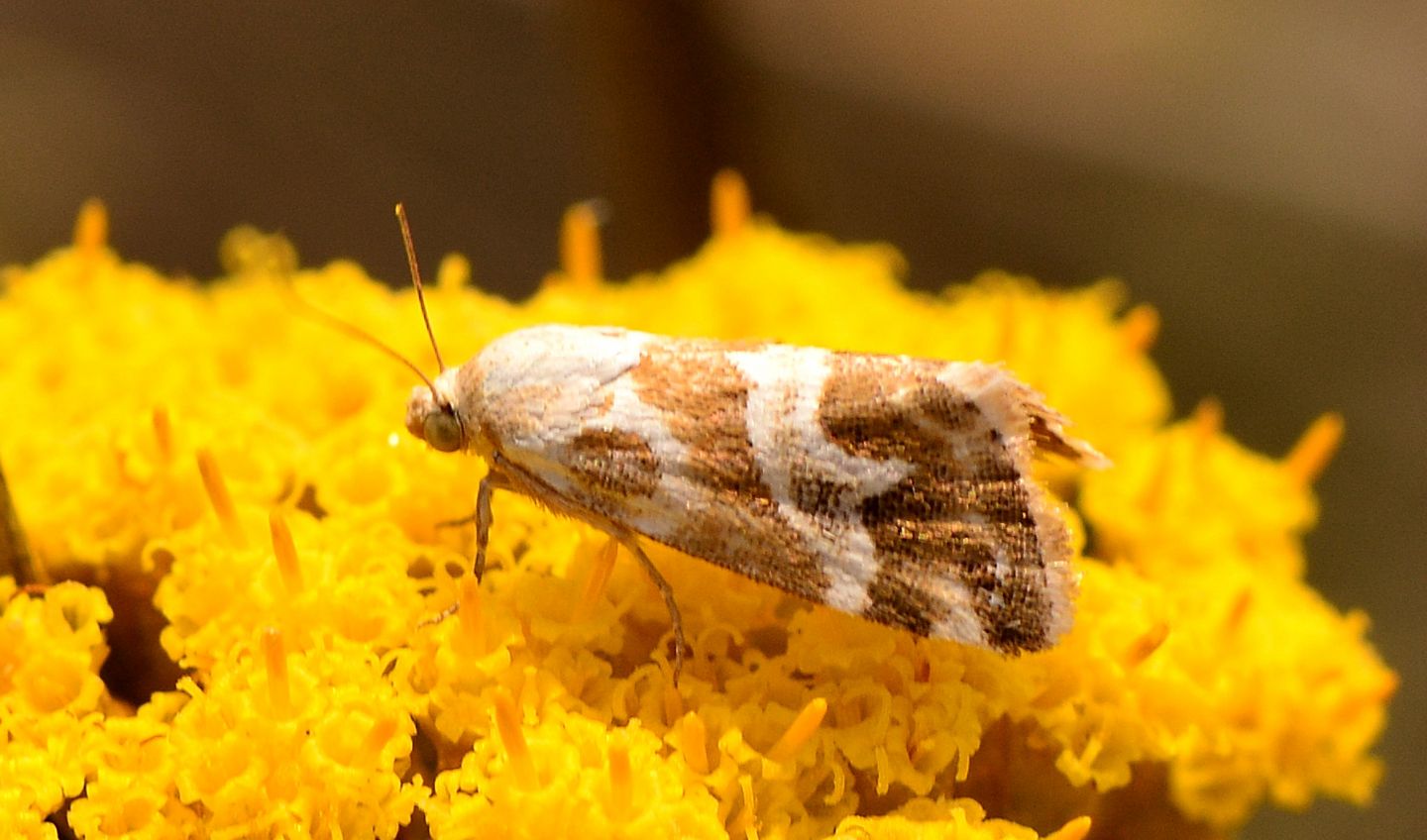 Erebidae: Eublemma elychrysi