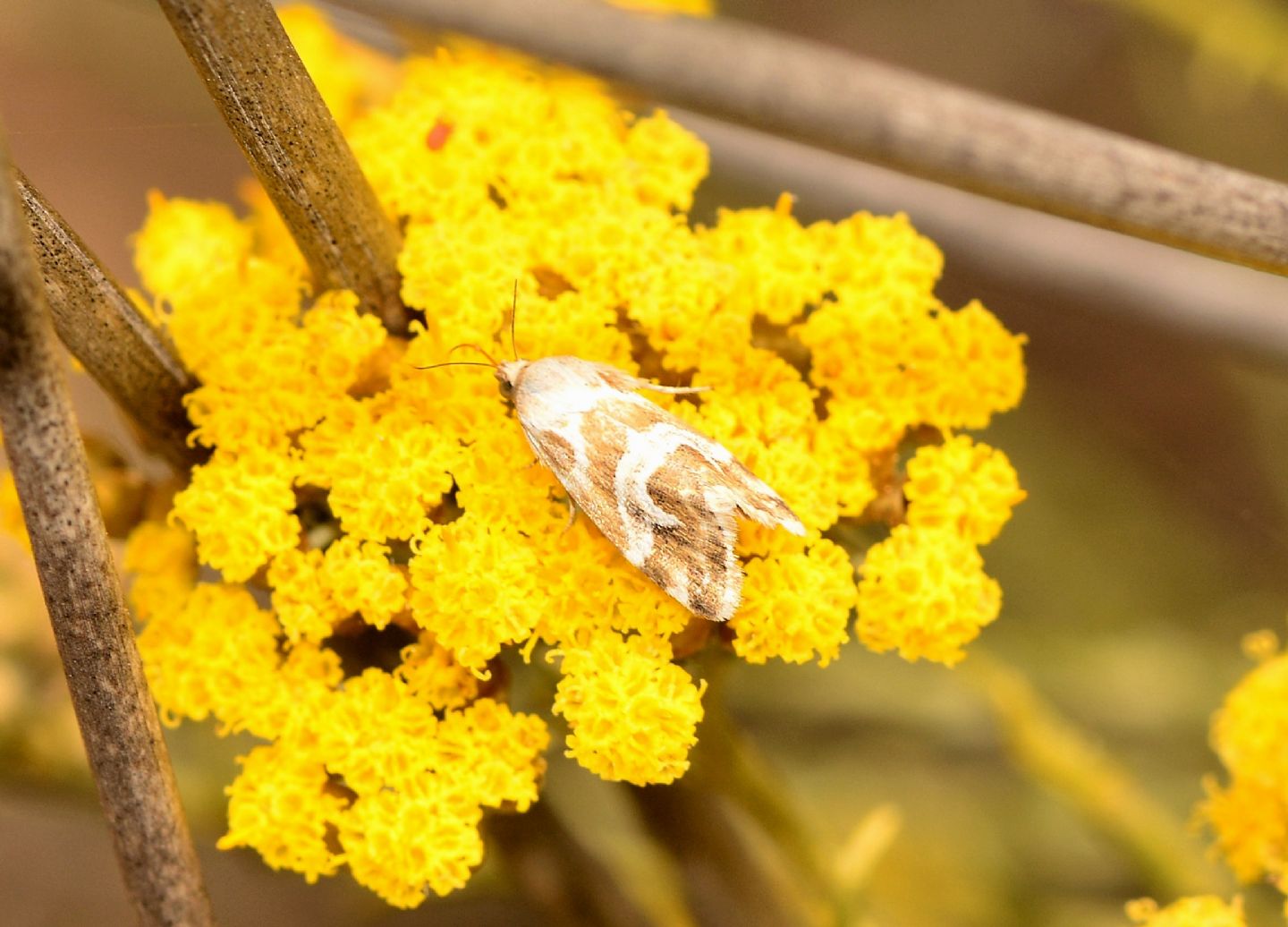 Erebidae: Eublemma elychrysi
