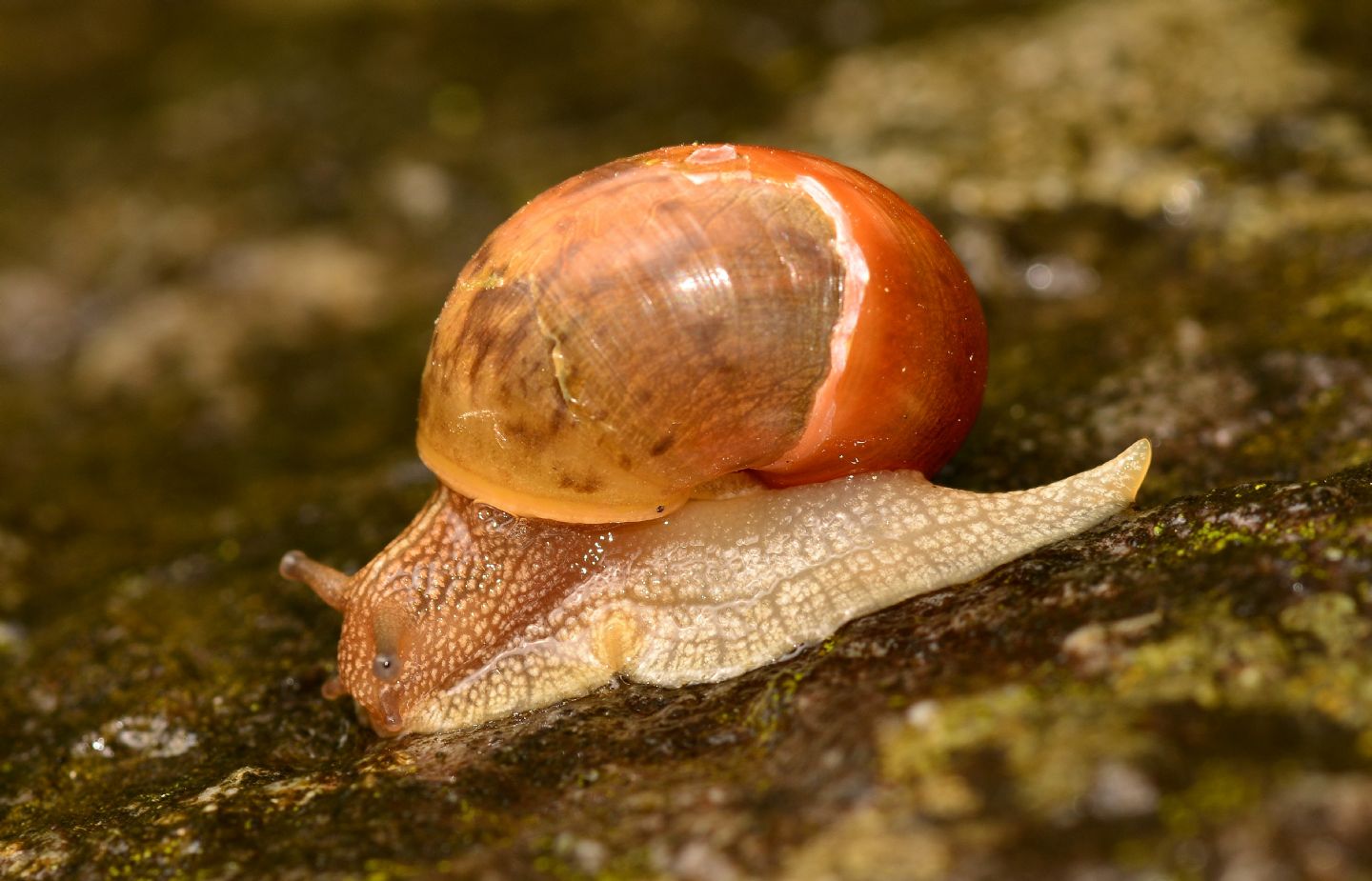 Helicidae montano