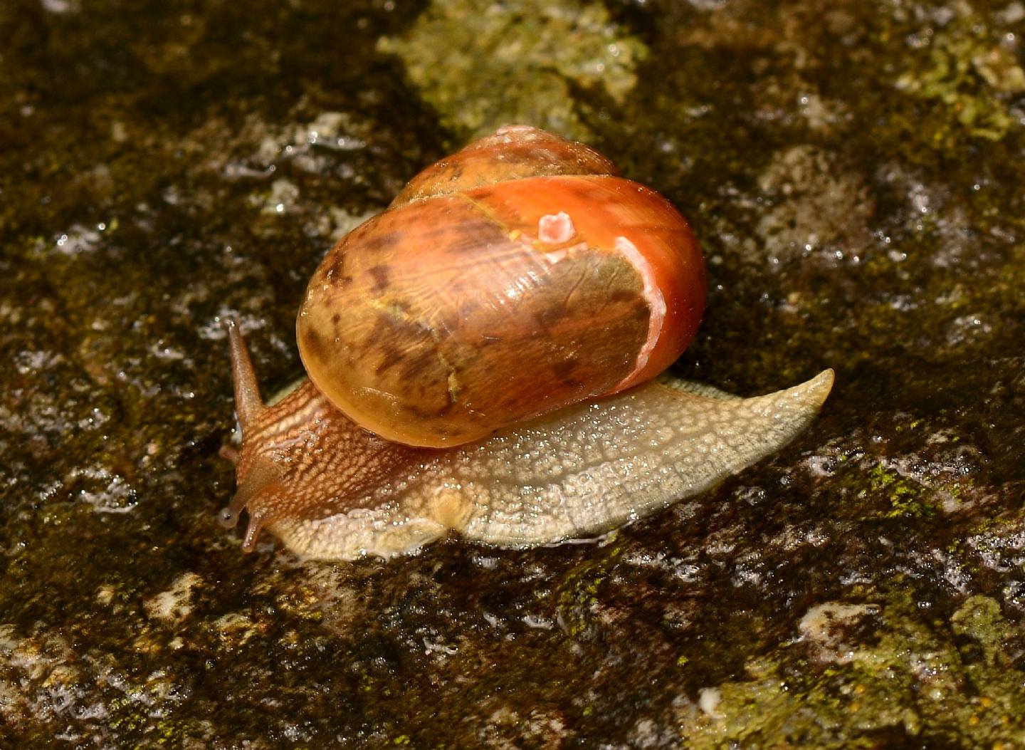 Helicidae montano