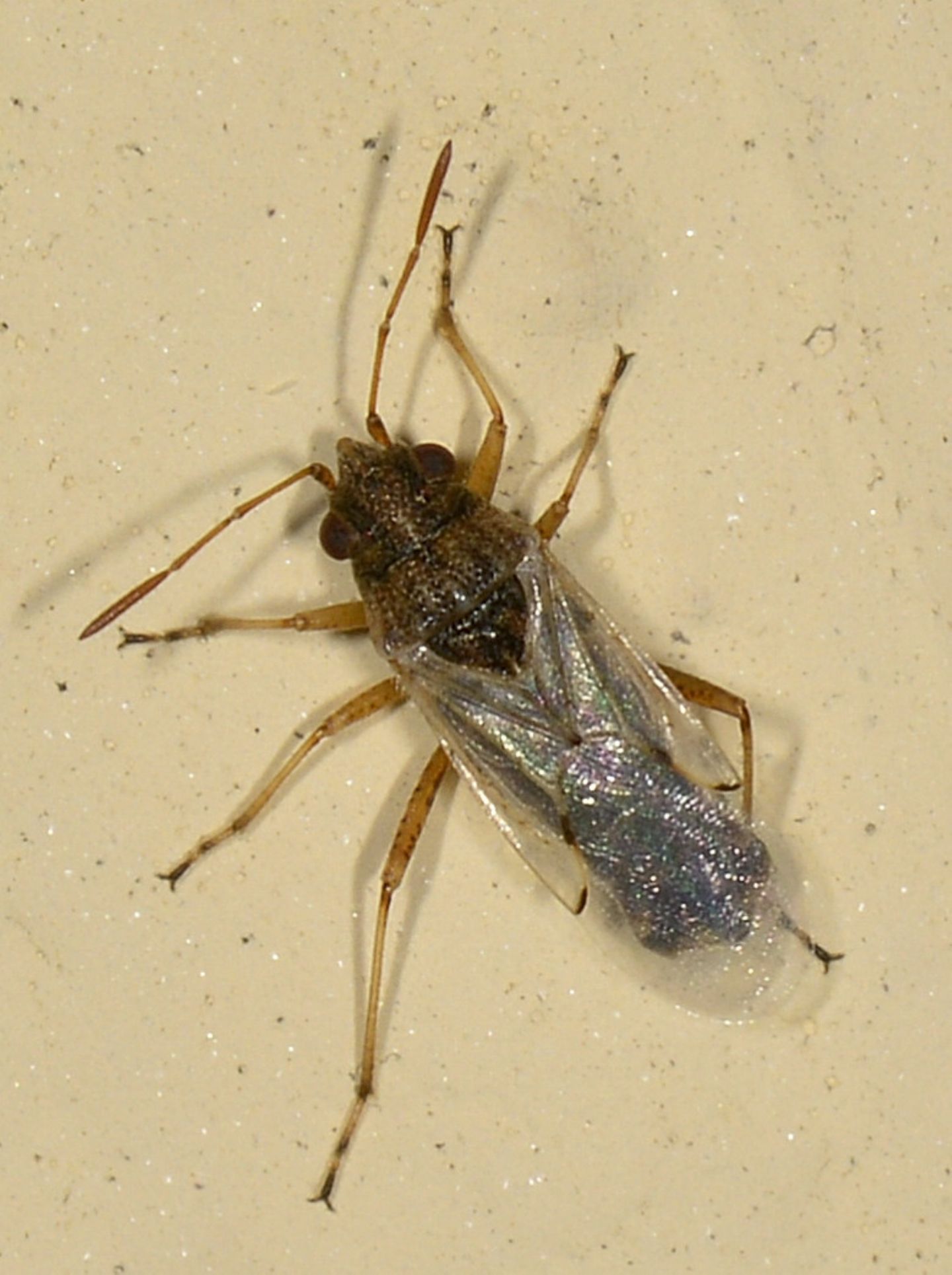 Lygaeidae:  Nysius sp.