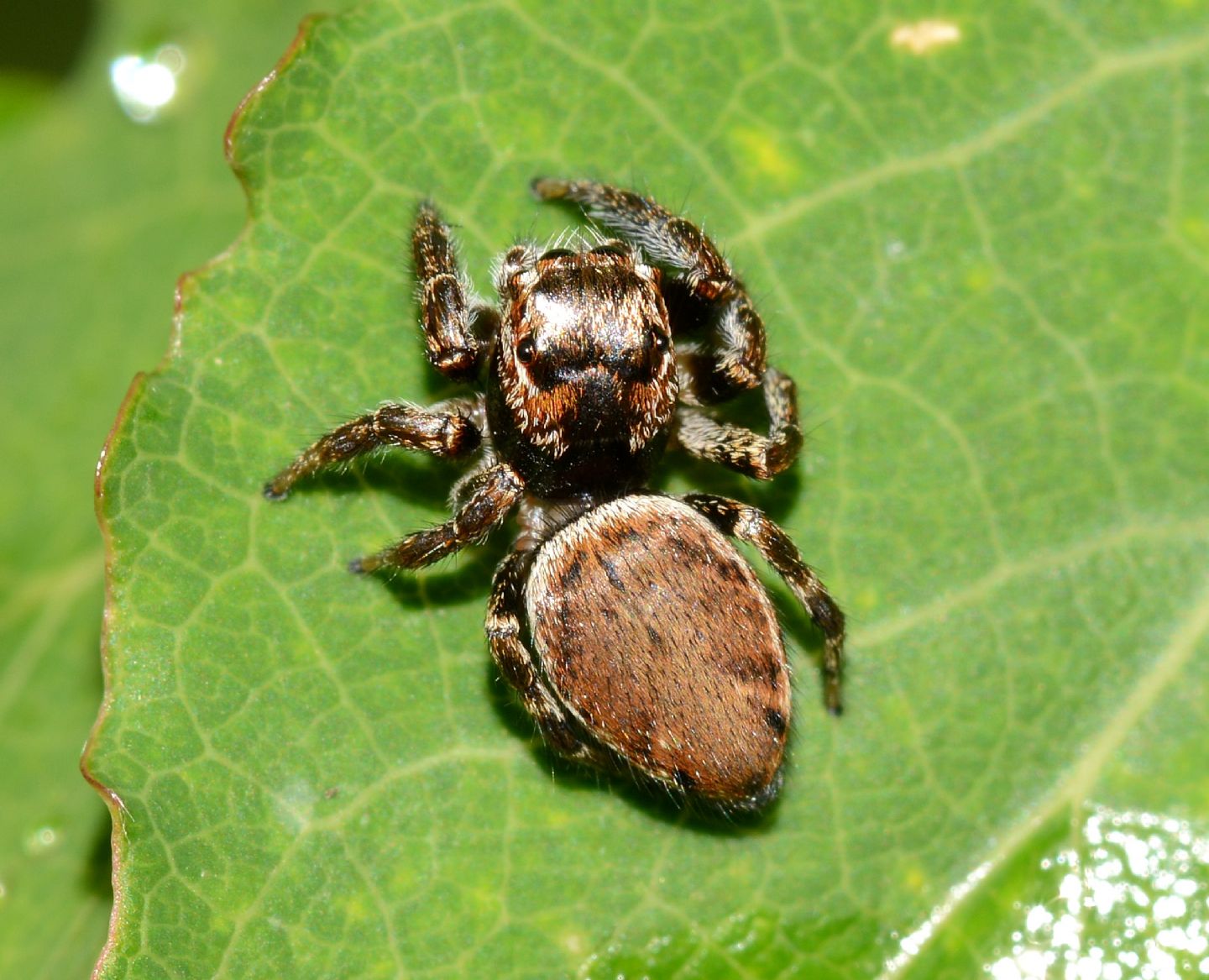 Evarcha sp.  (cfr. falcata) - Bannio Anzino  (VCO)