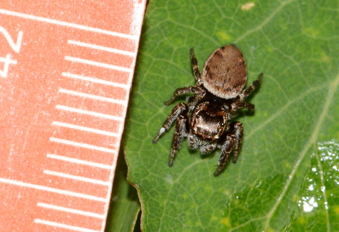 Evarcha sp.  (cfr. falcata) - Bannio Anzino  (VCO)