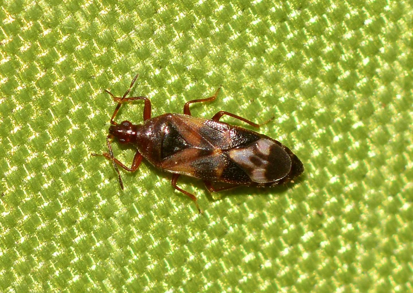 Anthocoridae: Anthocoris minki    - dalla Sardegna
