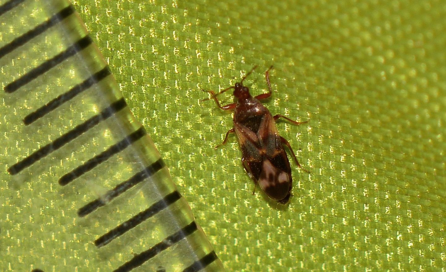 Anthocoridae: Anthocoris minki    - dalla Sardegna