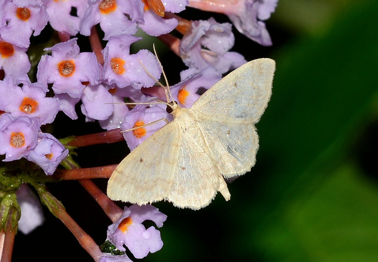 Da id - Idaea straminata (Cfr.), Geometridae