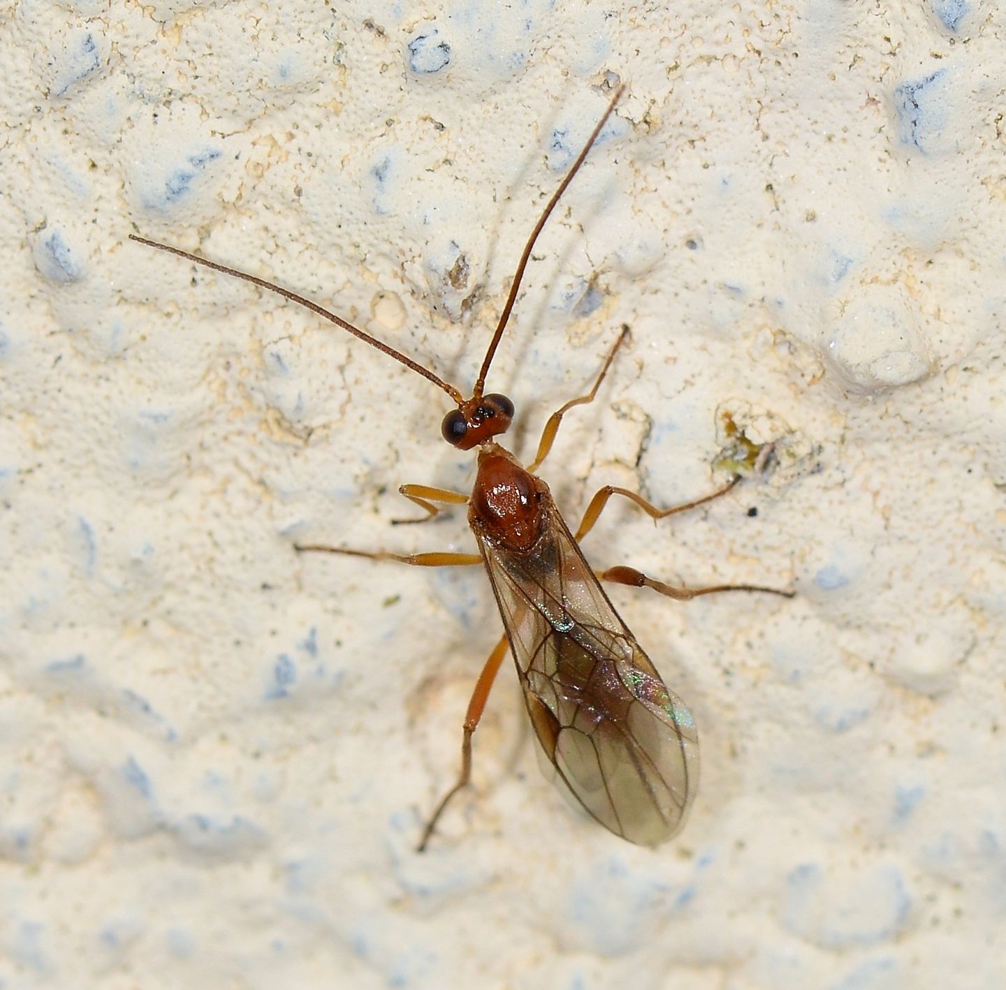 Braconidae: cfr. Aleiodes sp., femmina