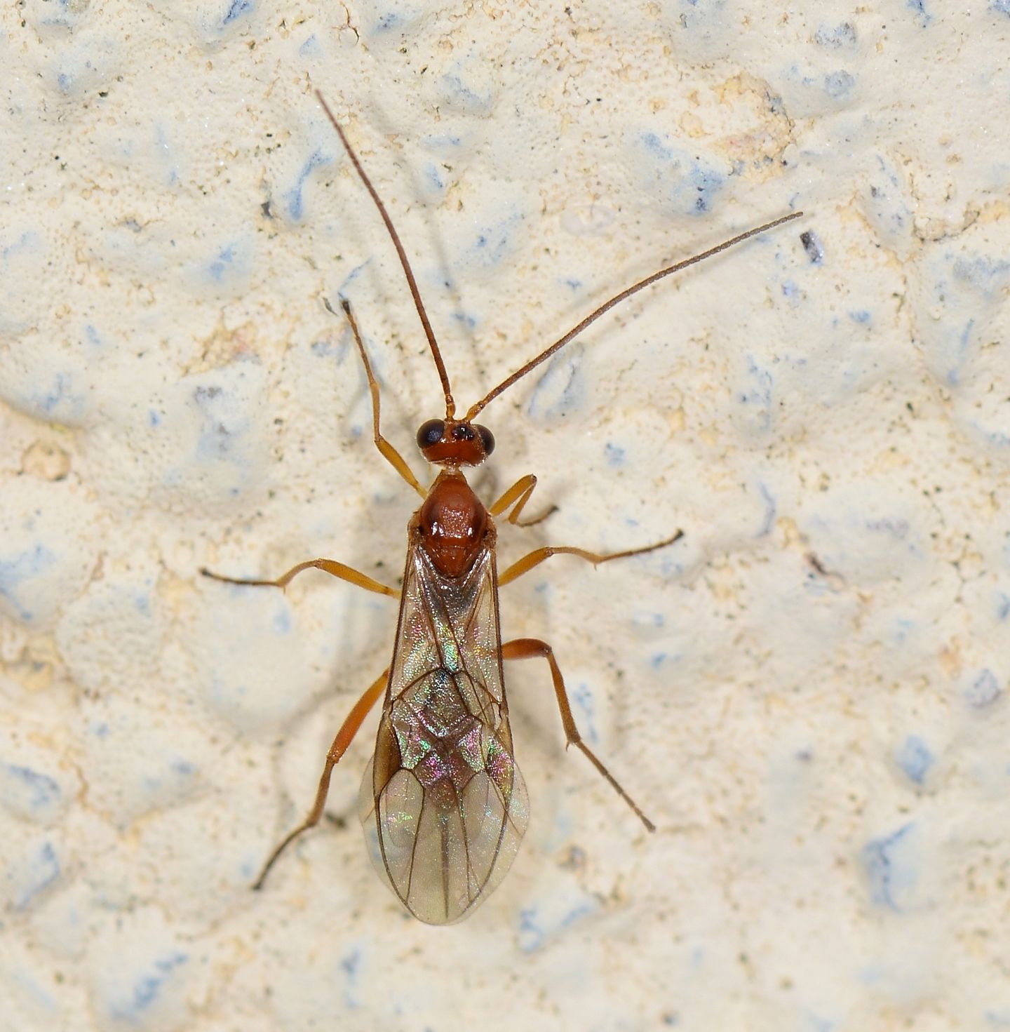 Braconidae: cfr. Aleiodes sp., femmina