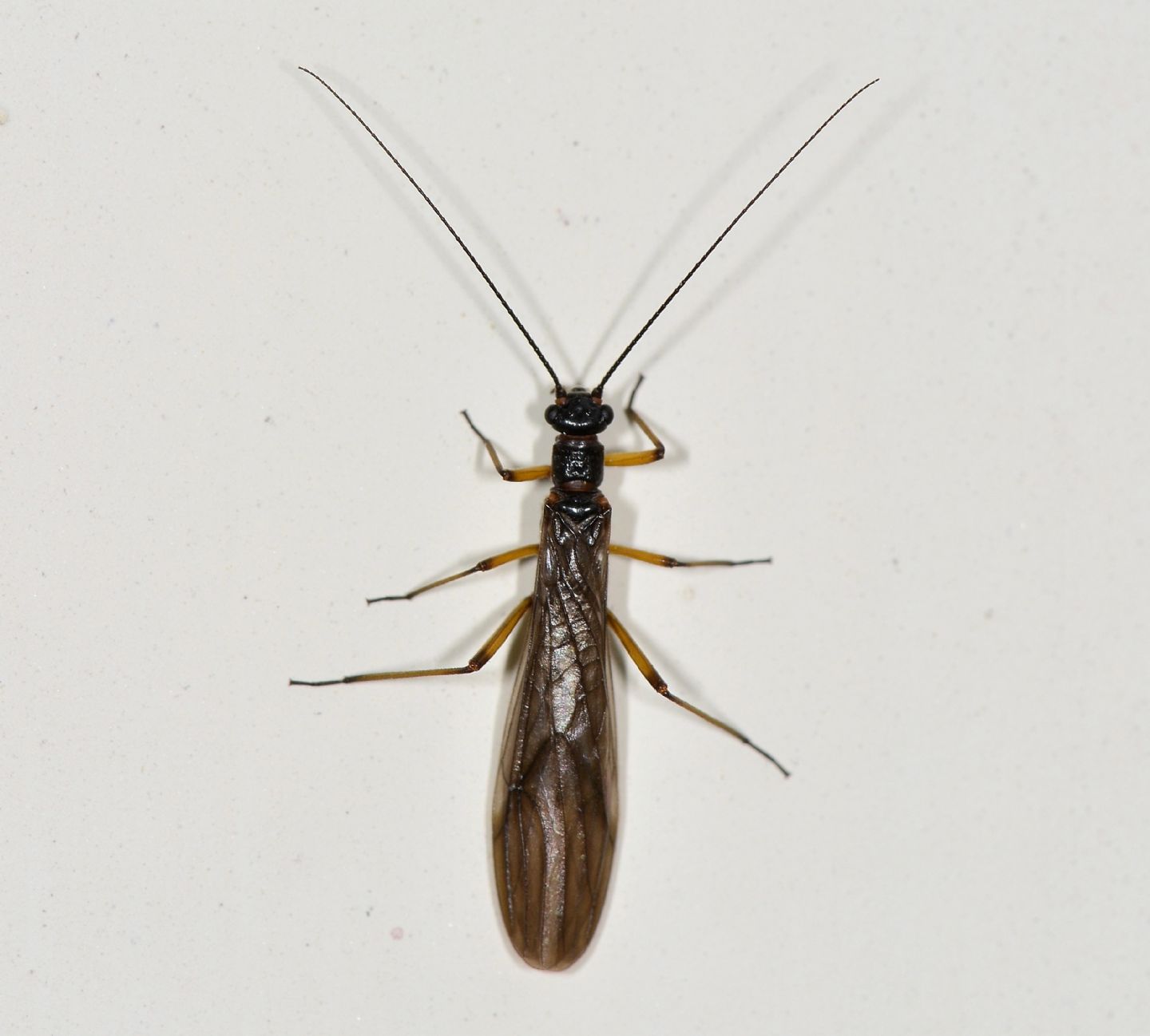 Plecoptera Nemouridae