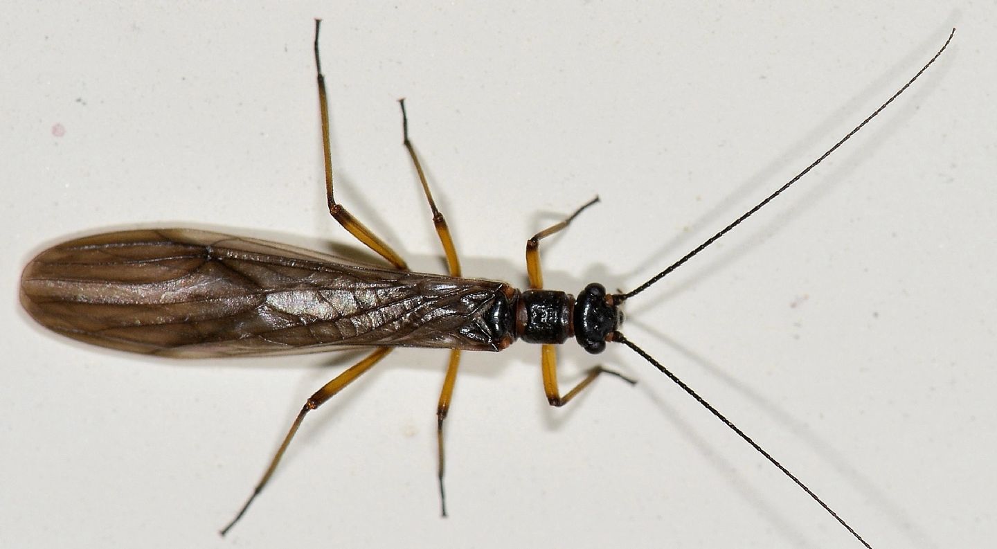 Plecoptera Nemouridae