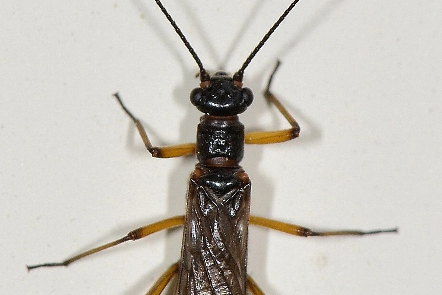 Plecoptera Nemouridae