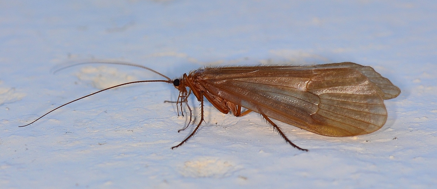 Limnephilidae:  cfr. Stenophylax sp.