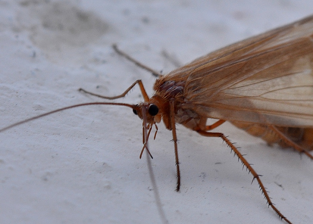 Limnephilidae:  cfr. Stenophylax sp.