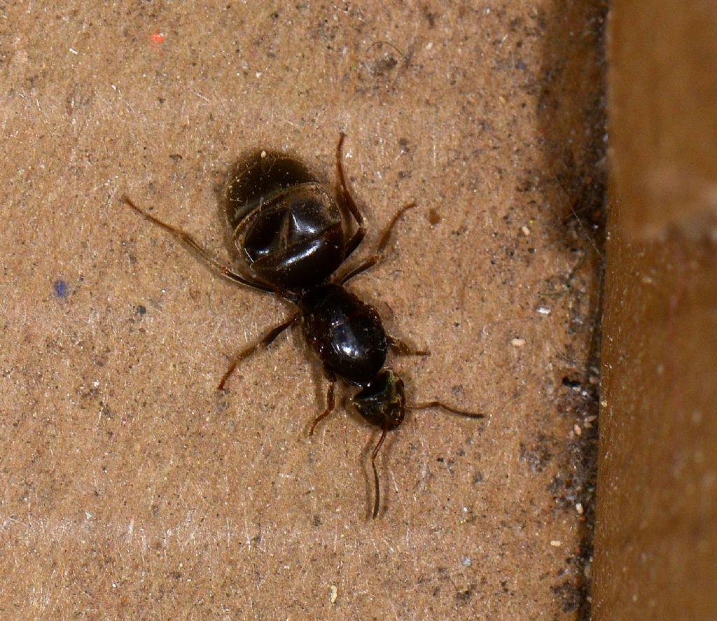 Formica grosso addome: regina di Lasius sp.