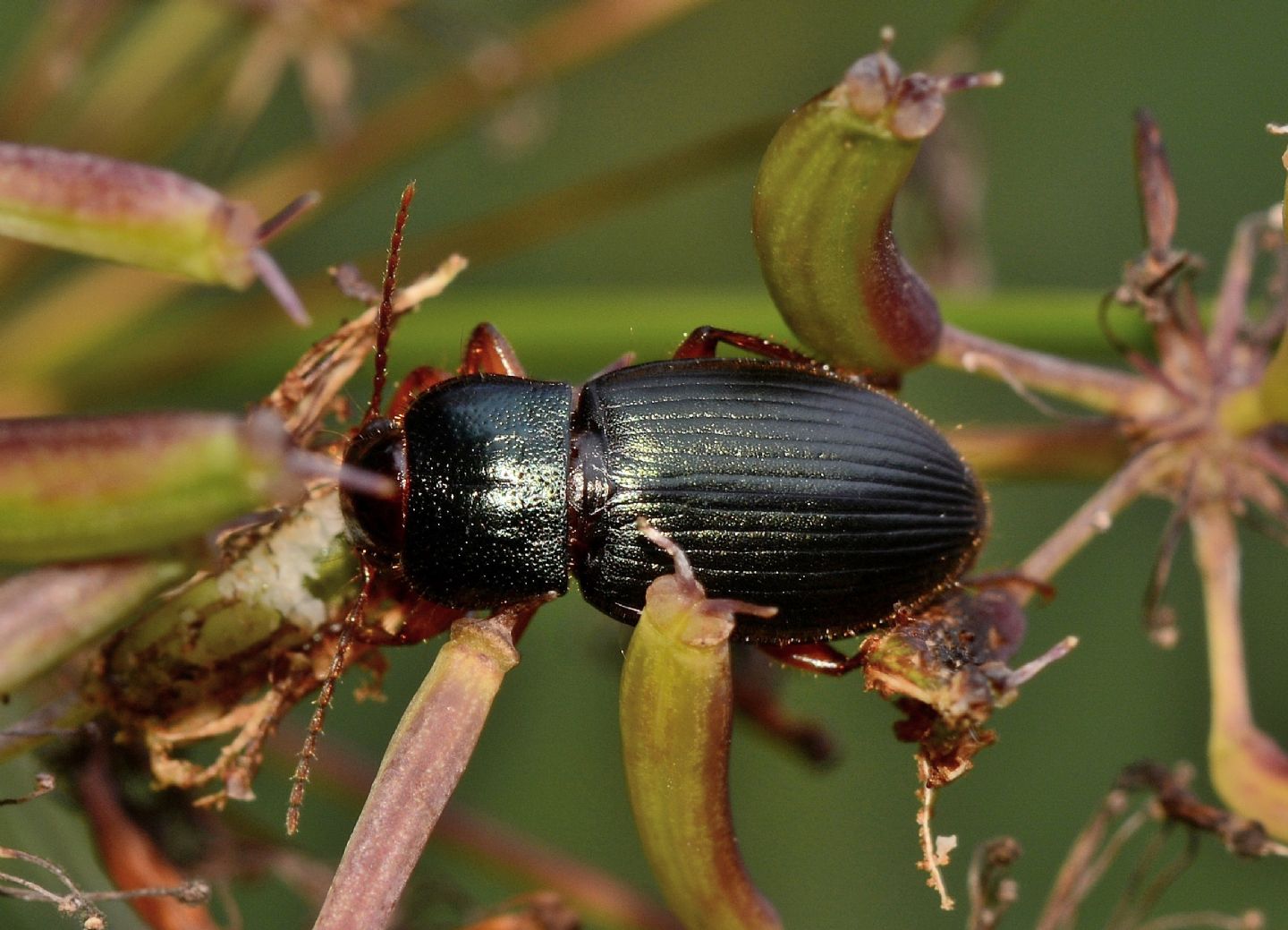 Carabidae: Ophonus laticollis