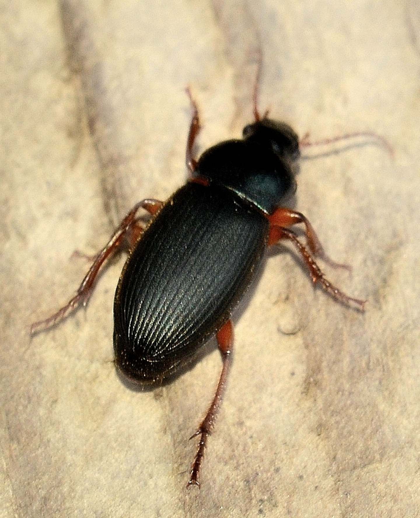 Carabidae: Ophonus laticollis