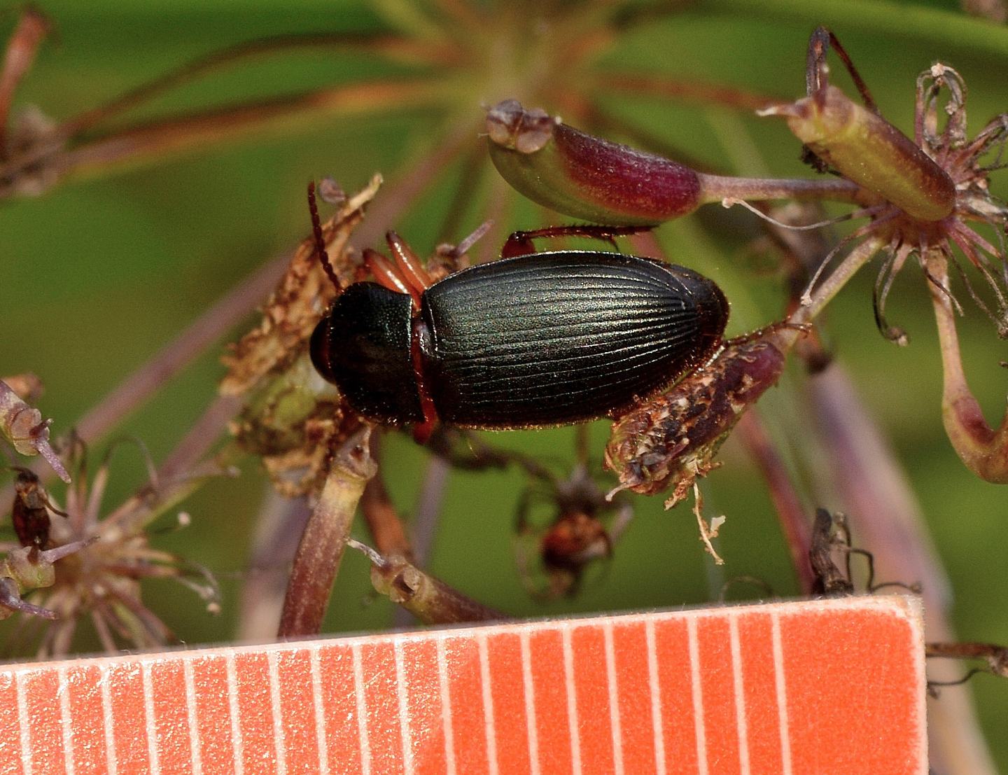 Carabidae: Ophonus laticollis