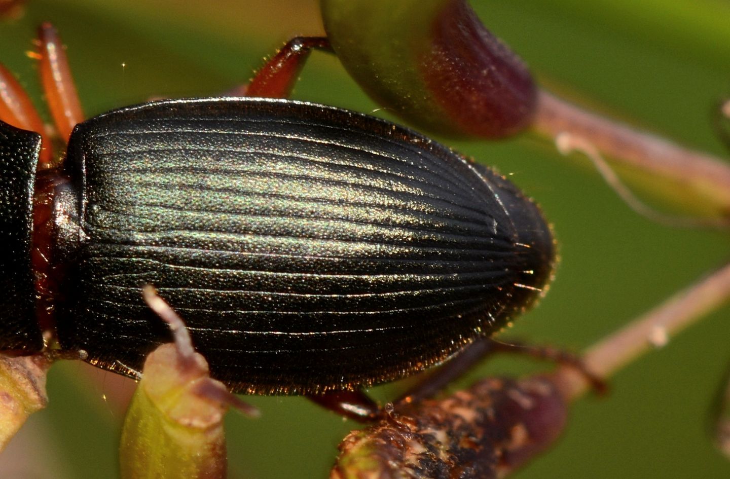 Carabidae: Ophonus laticollis