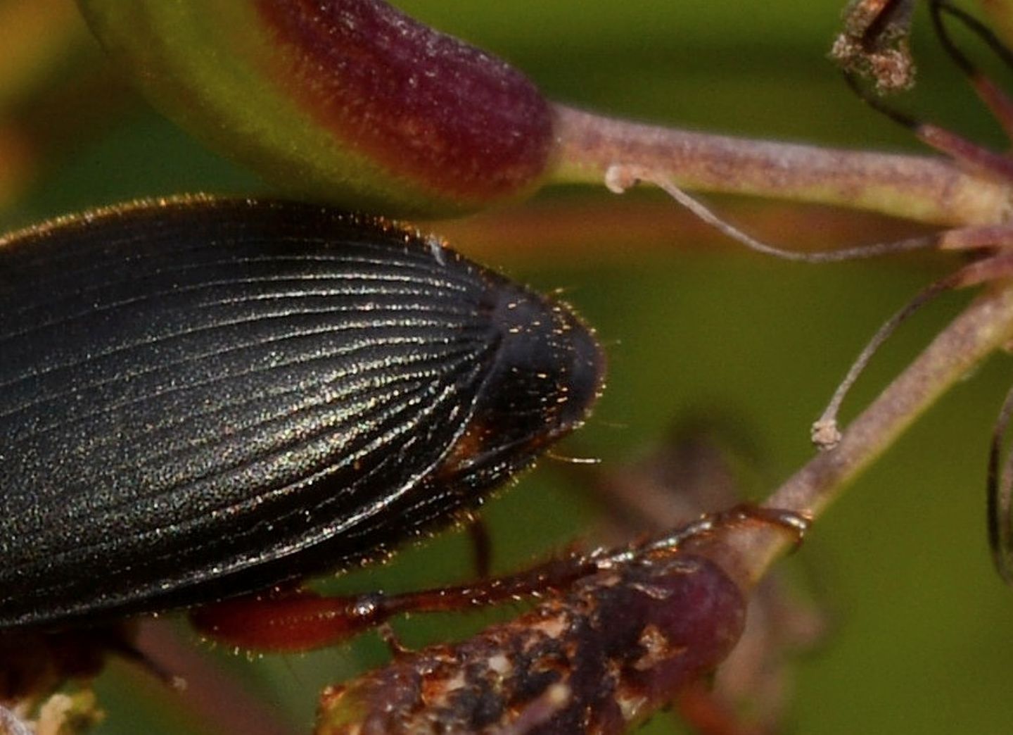 Carabidae: Ophonus laticollis