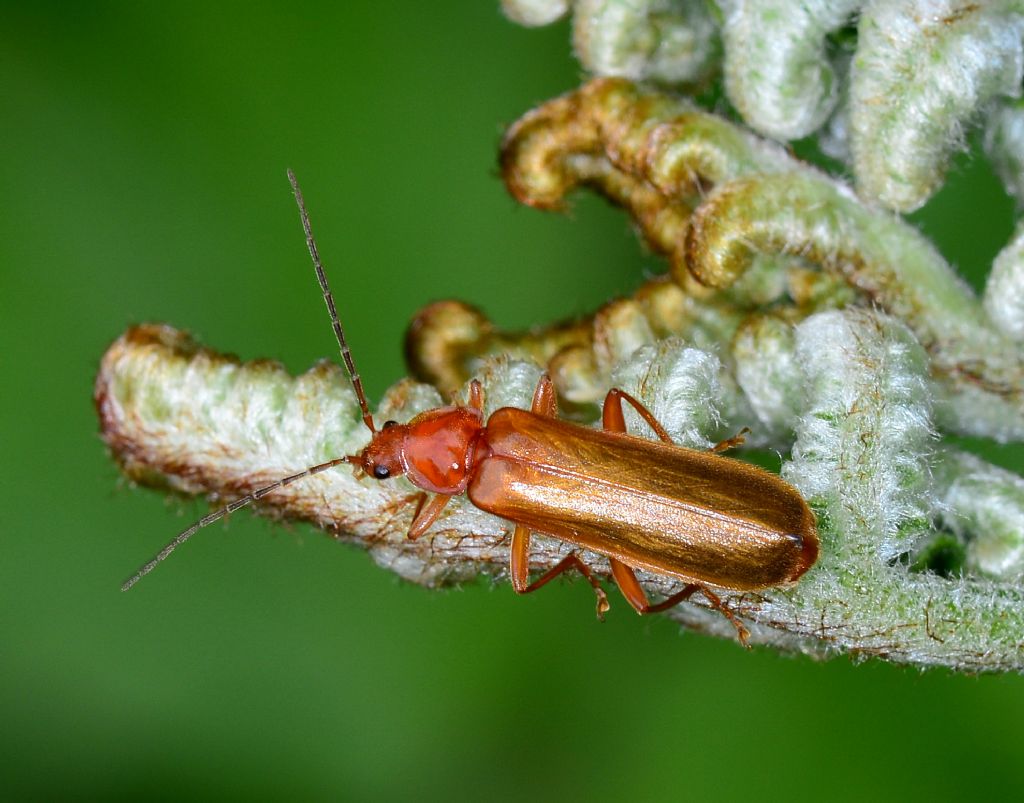 Cantharidae:  Cantharis sp.