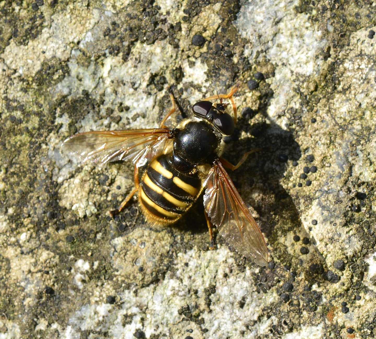 Syrphidae:  Sericomyia silentis,  femmina