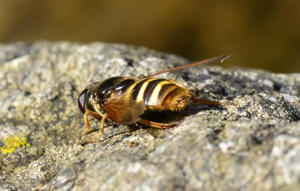 Syrphidae:  Sericomyia silentis,  femmina