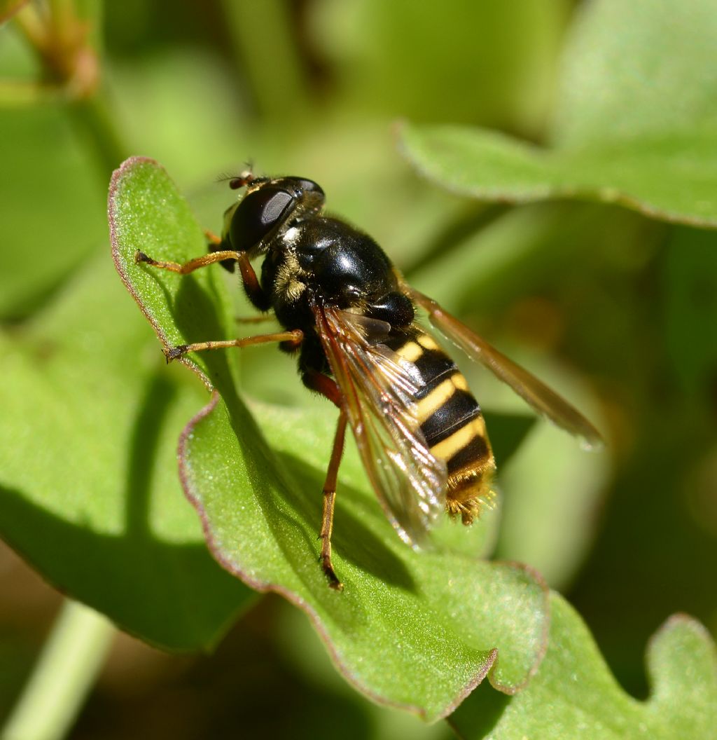 Syrphidae:  Sericomyia silentis,  femmina