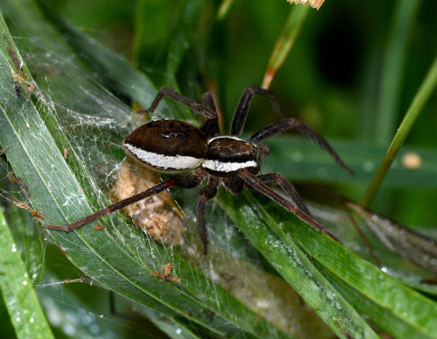 Dolomedes sp. (Pisauridae) - Mulazzano (MI)
