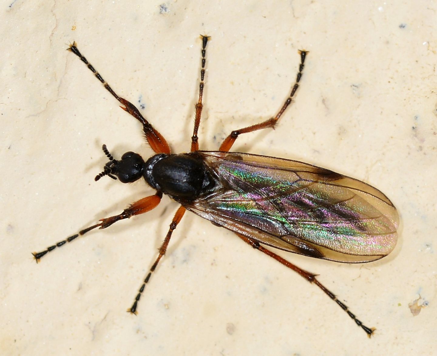 Bibionidae:  Bibio cfr. johannis, femmina