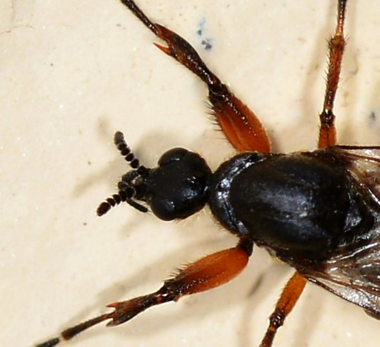Bibionidae:  Bibio cfr. johannis, femmina